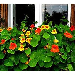 Gói 1GR hạt giống hoa Sen Cạn Nhiều Màu (Dây leo) 2