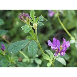 Gói 1KG hạt giống Cỏ Đậu ALFALFA 4
