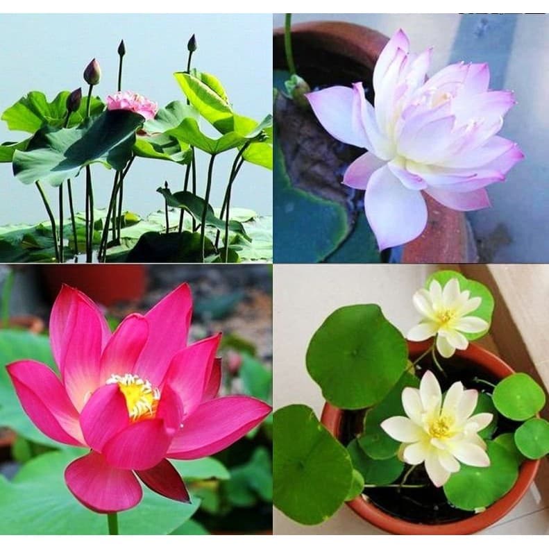 [Đã cắt đầu] Gói 5 Hạt Giống Hoa Sen Mini Nhật Mix 5 màu khác nhau - kèm dung dịch thuỷ canh, tỷ lệ nảy mầm cao