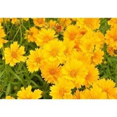 Gói 0.5GR hạt giống hoa Phòng Phòng Vàng 3
