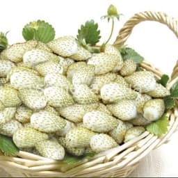 Gói 30  hạt giống Dâu Tây Trắng Ngọt Vesca 3