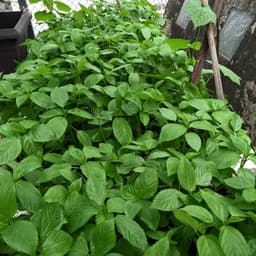 Gói 20g hạt giống rau đay trắng 3