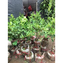 [Hoả tốc HCM] Cây chanh vàng Mỹ thân gỗ trồng chậu trưởng thành dáng tree rất đẹp 2