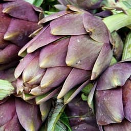 Gói 1GR hạt giống Atiso Đà Lạt - Bông Tím 3