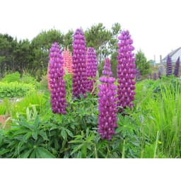 Gói 20 hạt giống hoa đậu Lupin chất lượng cao 3