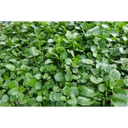 Gói 0.1g hạt giống xà lách xoong Mỹ 5