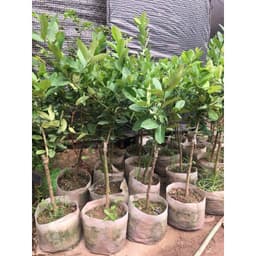 [Hoả tốc HCM] Cây chanh vàng Mỹ thân gỗ trồng chậu trưởng thành dáng tree rất đẹp 6