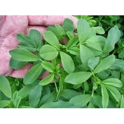 Gói 1KG hạt giống Cỏ Đậu ALFALFA 6
