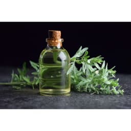 Gói 50 hạt giống Ngải Đắng Wormwood 1