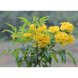 Gói 0.4gr hạt giống hoa Huỳnh Liên 6