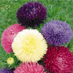 Hạt Giống Hoa Cúc Magic Mix Rất Nhiều Màu Sắc 4