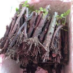 Kích rễ siêu mạnh kích thích tăng trường cho cây 7