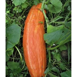 Gói 10g hạt giống bí đỏ dài_bí sáp 2