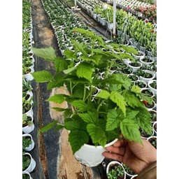 Chậu cây giống trái mâm xôi Đỏ Raspberry - Phúc Bồn Tử - Cây cao 15-20cm đã trồng ổn định, sắp ra hoa 3