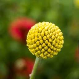 Gói 20  hạt giống hoa Cúc Nút Áo Vàng 5