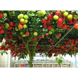 Gói 20 hạt giống Cà chua bạch tuộc leo giàn quả to 700-900gr/trái - 85 ngày bắt đầu thu hoạch 2