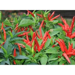 Gói 0.1g hạt giống ớt chỉ thiên siêu cay F1 4
