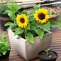 Hạt Giống Hoa Hướng Dương Lùn 4