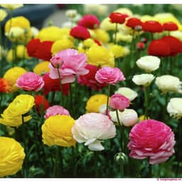 Gói 20 Hạt Giống Hoa Hồng Ri Ba Tư Nhiều Màu (Hoa Mao Lương) 3