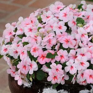 Gói 10 hạt giống mai địa thảo Impatiens Cherry Splash Hybrid