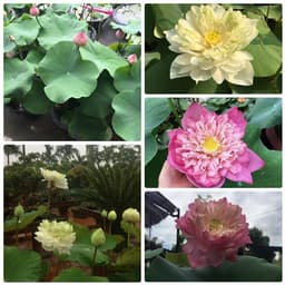 Gói 5 hạt giống sen bách diệp - sen quan âm mix 5 màu: đỏ, tím, vàng, trắng, hồng 3