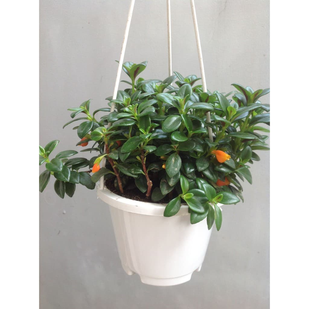 Chậu nhựa ABS đường kính 20cm kèm dây treo