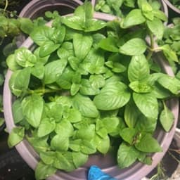 Chậu cây rau Quế Vị Xá Xị Limnophila rugosa 1