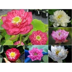 Gói 5 hạt giống sen bách diệp - sen quan âm mix 5 màu: đỏ, tím, vàng, trắng, hồng 1