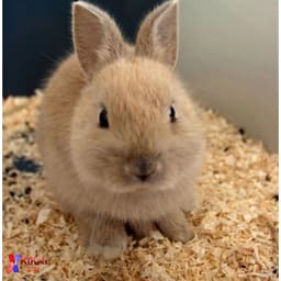 Dăm bào gỗ tự nhiên dùng lót chuồng cho các bé mèo, thỏ, hamster,... 8