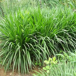 Gói 1KG hạt giống Cỏ Chịu Ngập Ubon Paspalum 3