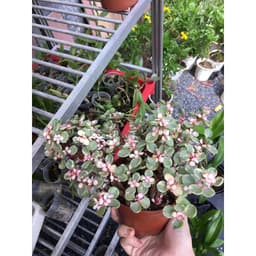 Châu cây sen đá Dolla hồng cẩm thạch bụi lớn 4
