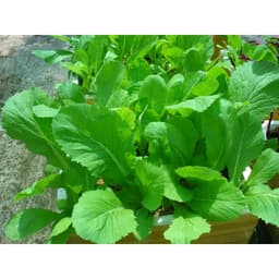 Gói 1kg Hạt Giống Cải Bẹ Xanh Mỡ sinh trưởng khỏe phát triển mạnh mẽ tỉ lệ nảy mầm cao -  Nanuseeds - Thế giới rau mầm 1
