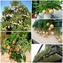 Gói 5 hạt giống dưa Pepino F1 5