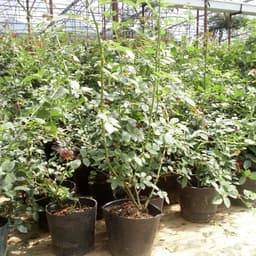 [Hoả tốc HCM] Cây giống hoa hồng leo cổ hải phòng giống hồng leo có màu đỏ nhung, bầu rễ khỏe mạnh nhanh ra hoa 5