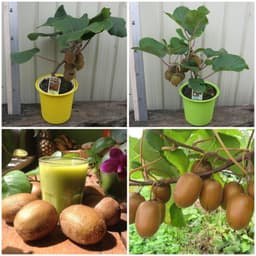 Gói 30 hạt giống KIWI ruột xanh 4