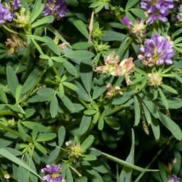 Gói 1KG hạt giống Cỏ Đậu ALFALFA 1