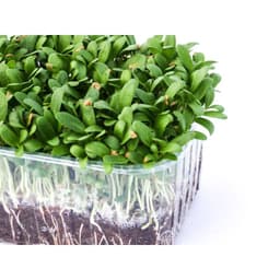 Gói 1kg Hạt giống mầm thảo dược Methi - Thế Giới Rau Mầm Shop 3