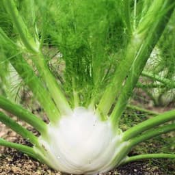 Gói 50 hạt giống Củ Fennel Finnochio 4