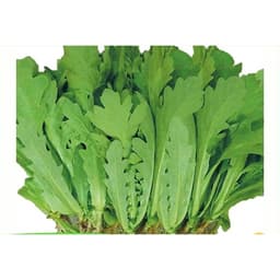 Gói 20g hạt giống tần ô Garland lá tròn 1