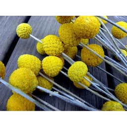 Gói 20  hạt giống hoa Cúc Nút Áo Vàng 4