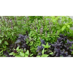 Gói 0.2g hạt giống Hương Nhu Holy Basil Đỏ 2