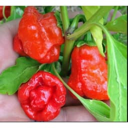 Gói 10 hạt giống ớt Jamaica đỏ 3