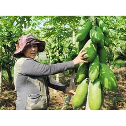 Hạt giống đu đủ lùn Đài Loan F1 Ruột Vàng 3