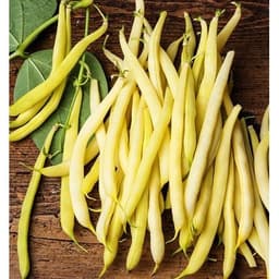 Gói 20GR hạt giống Đậu Cove Vàng Dạng Bụi (Hạt trắng) 5