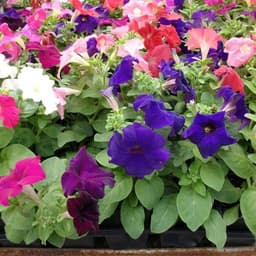 Hạt giống Hoa Dạ Yên Thảo Nhiều Màu 1