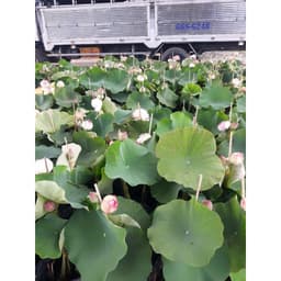 Chậu cây hoa sen Thái Juwaba đang nụ hoa 2