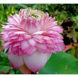 Chậu cây hoa sen Thái Juwaba đang nụ hoa 1