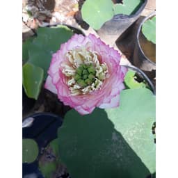 Chậu cây hoa sen Thái Juwaba đang nụ hoa 3