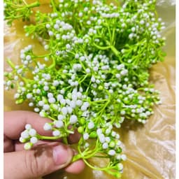 100g cỏ điểm đã bỏ gọng,điểm hoa sáp,hoa lụa,oản... .... .. 3