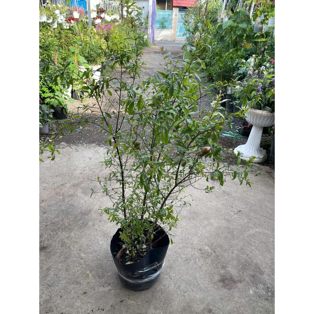 Chậu cây lựu Thái đang hoa trái